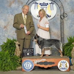Jade - Australian Cattle Dog
