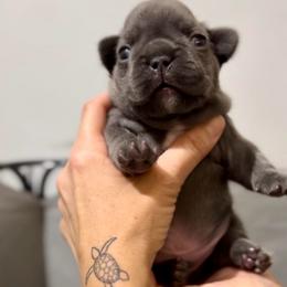 Briar - Blue male French Bulldog puppy in Miami, Florida from Oceanside French Bulldogs