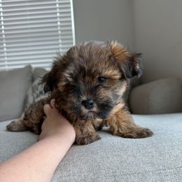 Stephen - Red sable male Havapoo puppy in Eagle Mountain, Utah from Lady Paws Puppies