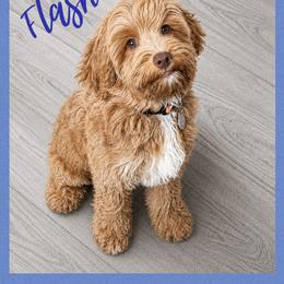 Flash - Caramel male Australian Labradoodle puppy in Gladstone, Oregon from Beaver State Labradoodles