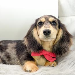 Red Bow - Dapple male Dachshund puppy in Moses Lake, Washington from Evergreendox Dachshunds