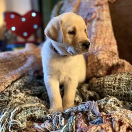 Romeo - Yellow male Labrador Retriever puppy in Sweet Home, Oregon from Knotty Creek Labradors