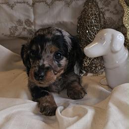 Bella - Dapple female Dachshund puppy in Bergen, New York from T. Rex Doxies & Friends