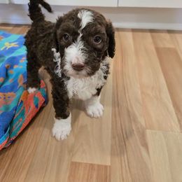 Minnie - Brown and white female Bernedoodle puppy in Mckenzie, Tennessee from Small Town Doodles & Poodles
