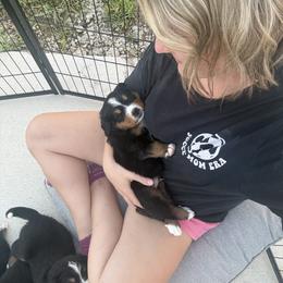 Bernese Mountain Dog Puppies from Jena's Blissful Bernese Mountain Dogs