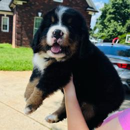 Red collar - Black rust and white male Bernese Mountain Dog puppy in Harrisburg, North Carolina from Bunn Ranch Goldens & Bernese