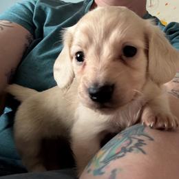 JJ - Cream male Dachshund puppy in Cattaraugus County, New York from H&C’s Dachshunds and Retrievers