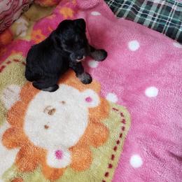 Miniature Schnauzer Puppies from Starbound Miniture Schnauzer's