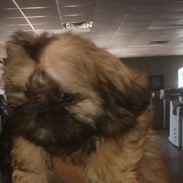 Latte - Black gold and white Shih Tzu puppy in Houston, Texas from Peterson Shih Tzus