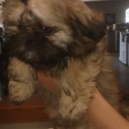 Latte - Black gold and white Shih Tzu puppy in Houston, Texas from Peterson Shih Tzus