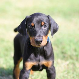 Mance - Black and rust male Doberman Pinscher puppy in Rockwall, Texas from Elitehaus