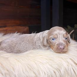 Petal - Fawn (isabella) and cream female Dachshund puppy in Washburn, Tennessee from Clinch Mountain Dachshunds