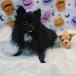 Nanito - Black male Pomeranian puppy in Fresno, California from Pomi Mami Pomeranians