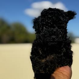 Brian - Phantom male Poodle puppy in Deltona, Florida from Poodles by CNC