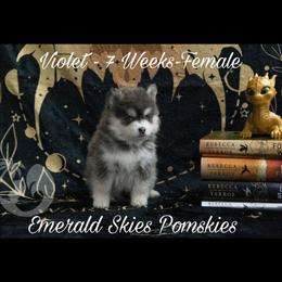 Violet - Silver and white female Pomsky puppy in Sumter, South Carolina from Emerald Skies Pomskies