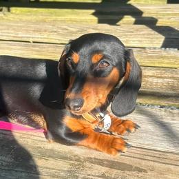Dachshunds from Sweet Pea Mini Dachshunds