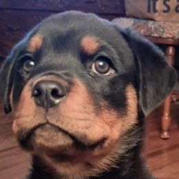 Rottweiler Puppies from Irish Eyes Kennels