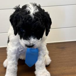 Boy 4 - male Labradoodle puppy in Liberty Hill, Texas from Martin Family Doodle