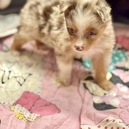 Red Merle female - Red merle female Miniature Australian Shepherd puppy in Lemon Cove, California from Magic Ranch Mini Aussies