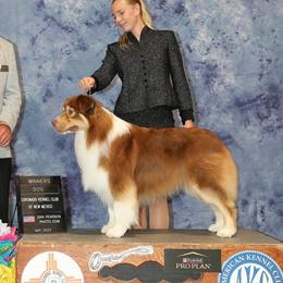 Logan - Australian Shepherd