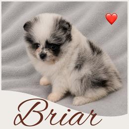 Briar - Blue merle female Pomeranian puppy in Sandia, Texas from Broken Arrow Poms