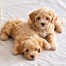 Maltipoo puppies from Alexander Koval