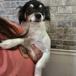 Ember - Chihuahua