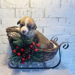Gravy - Sable and white male American Corgi puppy in Westminster, Maryland from Serendipity Corgi's