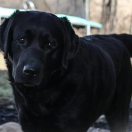 Chance - Labrador Retriever
