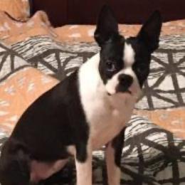 Juniper - Boston Terrier