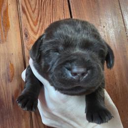 Chocolate Male 1 - Chocolate male Labrador Retriever puppy in Andrews, South Carolina from Leyland Cypress Retrievers