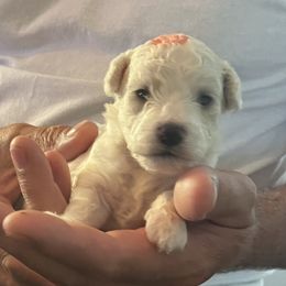 Orange boy - White male Bichon Frise puppy in Wilmington, North Carolina from Cape Fear Bichons