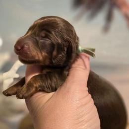 Blue female - Chocolate and tan female Dachshund puppy in Romney, Indiana from Brown's Valley Dachshunds