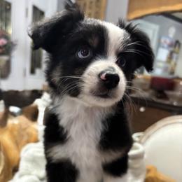 Jett - Black tri-color male Australian Shepherd puppy in Ellington, Missouri from Cowin Premier Aussies