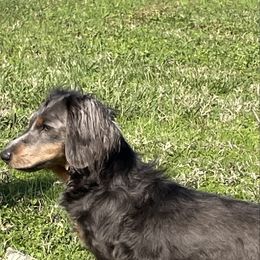 Breeze - Dachshund