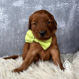 Mint - Red male Companion Cross puppy in Utah County, Utah from Big Hearted Breeders