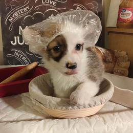Shenzi - Sable female Pembroke Welsh Corgi puppy in Saint John, Washington from Fuzzbutt Farm's Corgis
