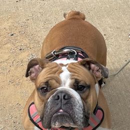 Leia - Retired - Bulldog