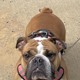 Leia - Retired - Bulldog