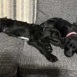 Double Doodle Puppies from Móraí’s Doodles