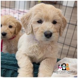 OAKLEY - F1 English Goldendoodle - OFA-Genetics-2 Year Warranty. Apple Creek Doodles - Since 2004. - Cream female Goldendoodle puppy in Jeddo, Michigan from Apple Creek Doodles