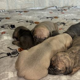Lighter fawn girl - Fawn female Perro de Presa Canario puppy in Leitchfield, Kentucky from Rey Gladiador Presa Canario