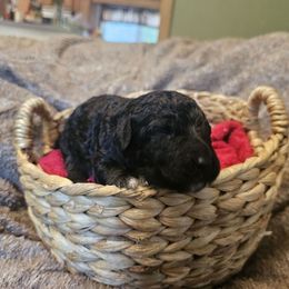 Midnight - Tri-color female Bernedoodle puppy in Candia, New Hampshire from Joyful Pastures Homestead