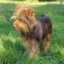 Yorkshire Terrier Puppies from Hip Hoppin Yorkies