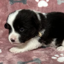 Abbey - Black and white female American Corgi puppy in Hico, Texas from Chisholm Trail Kennels