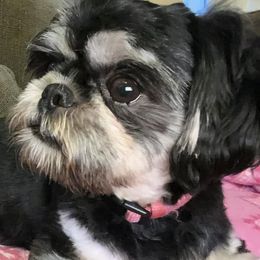 Dakota - Shih Tzu