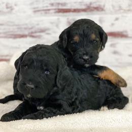 Bernedoodles from East Texas Doodles