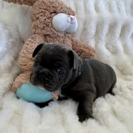 French Bulldog Puppies from Happy French Bulldogs