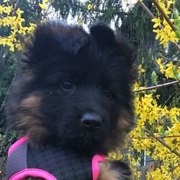 German Shepherds from Wataha Shepherds