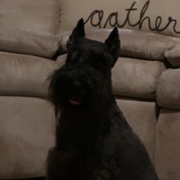 Kricket - Miniature Schnauzer